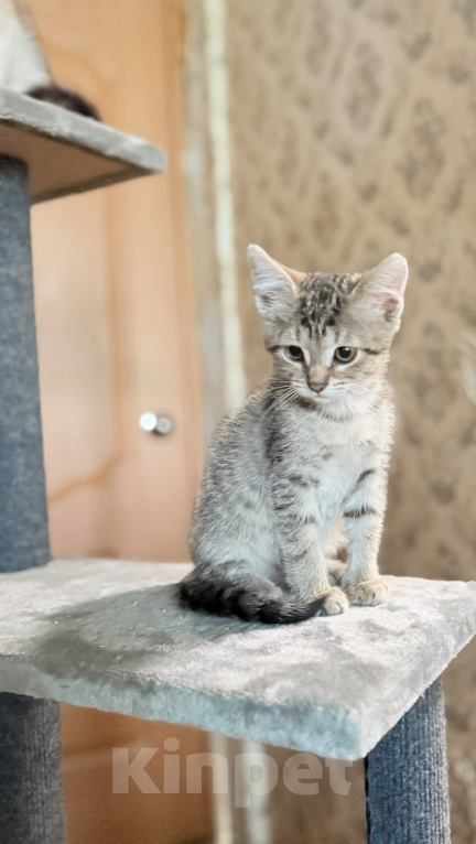 Кошки в Красноармейске: Котенок девочка Ириска Девочка, Бесплатно - фото 4