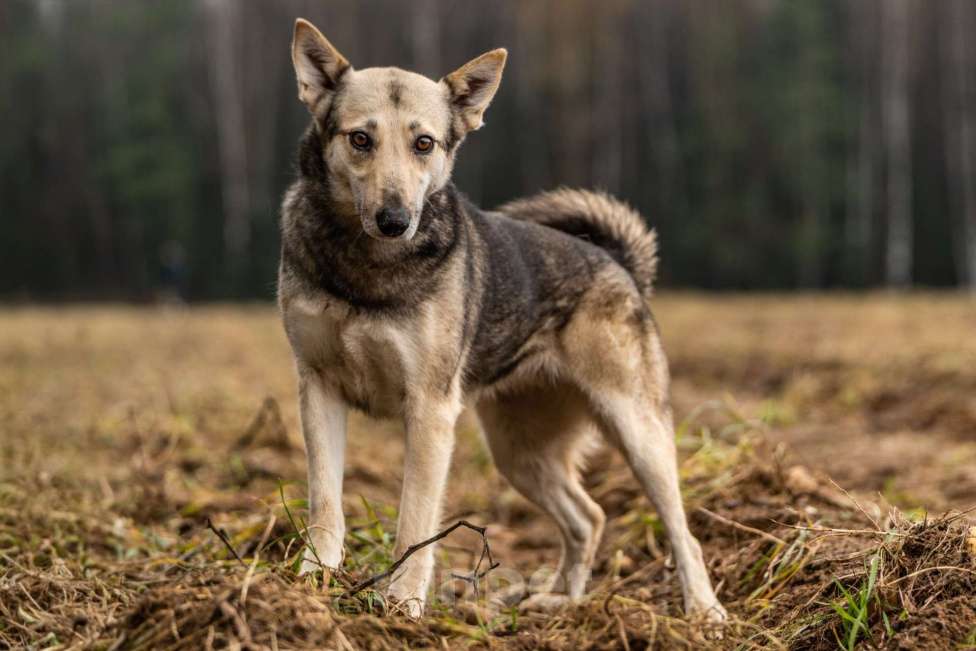 Собаки в Клине: Кэти — невероятная обаяшка Девочка, Бесплатно - фото 2
