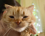 Кошки в Москве: Рыжая солнечная кошечка Злата в дар Девочка, Бесплатно - фото 3