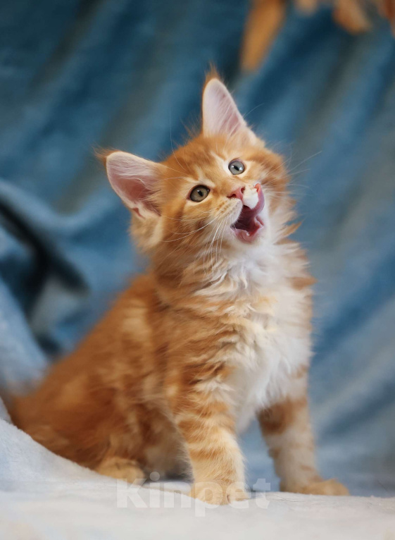 Кошки в Москве: Котенок мейн-кун Мальчик, 70 000 руб. - фото 1