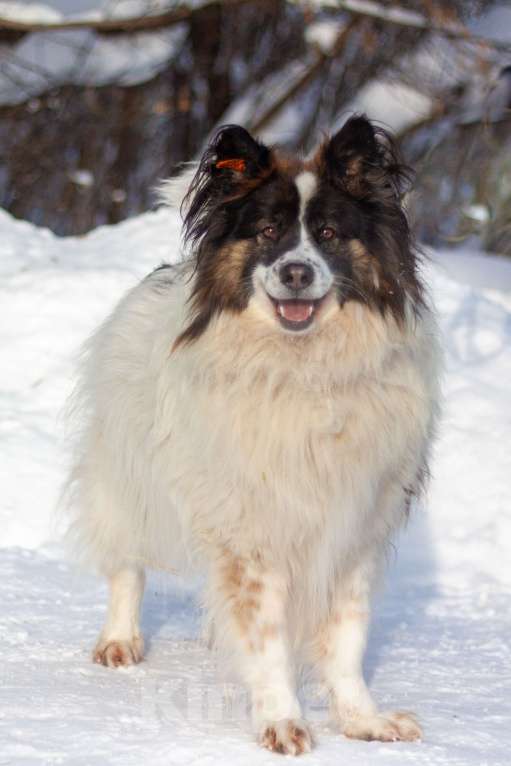 Собаки в Балашихе: Тейлор папильон XXL Мальчик, Бесплатно - фото 6