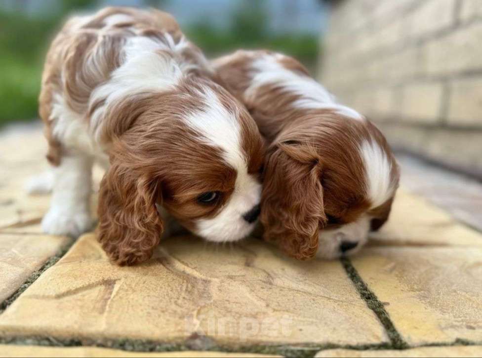 Собаки в Москве: Кавалер Кинг Чарльз Спаниель Девочка, 130 000 руб. - фото 3