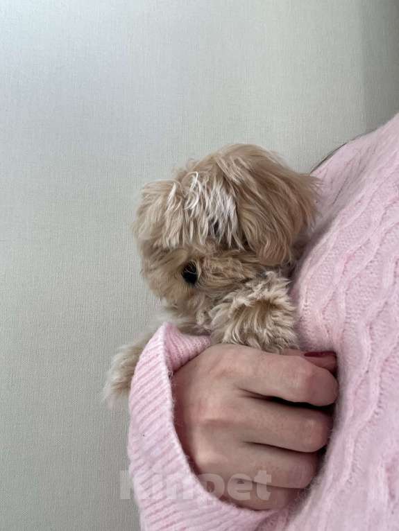 Собаки в Москве: Микро мальчик мальтипу f1, будет крошечный, очень красивый, игривый, аккуратный! Мальчик, 150 000 руб. - фото 4