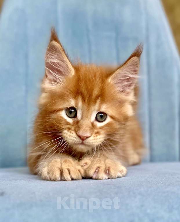 Кошки в Санкт-Петербурге: Мальчик Кинг Мальчик, 70 000 руб. - фото 2