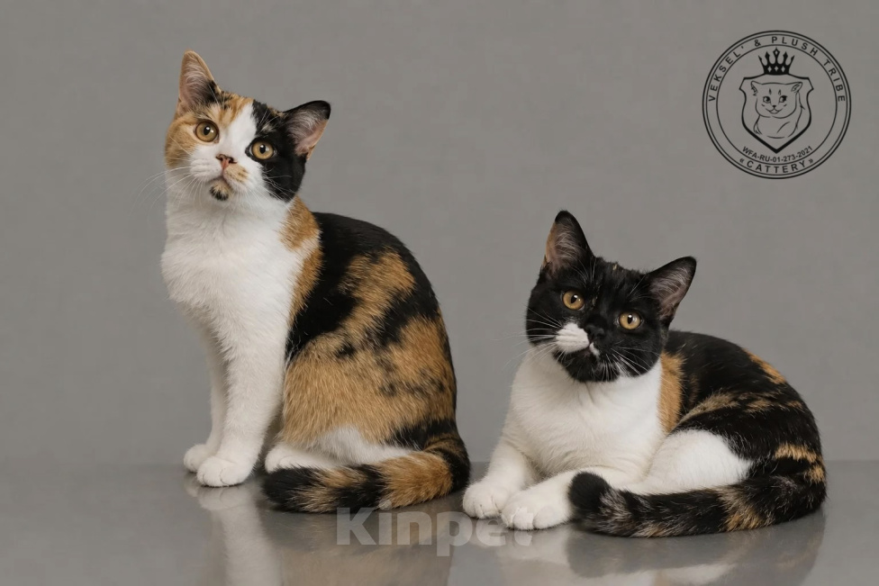 Кошки в Люберцах: Британские котята Девочка, 50 000 руб. - фото 4