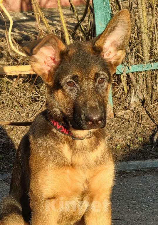 Собаки в Балашихе: Щенки немецкой овчарки Девочка, Бесплатно - фото 1