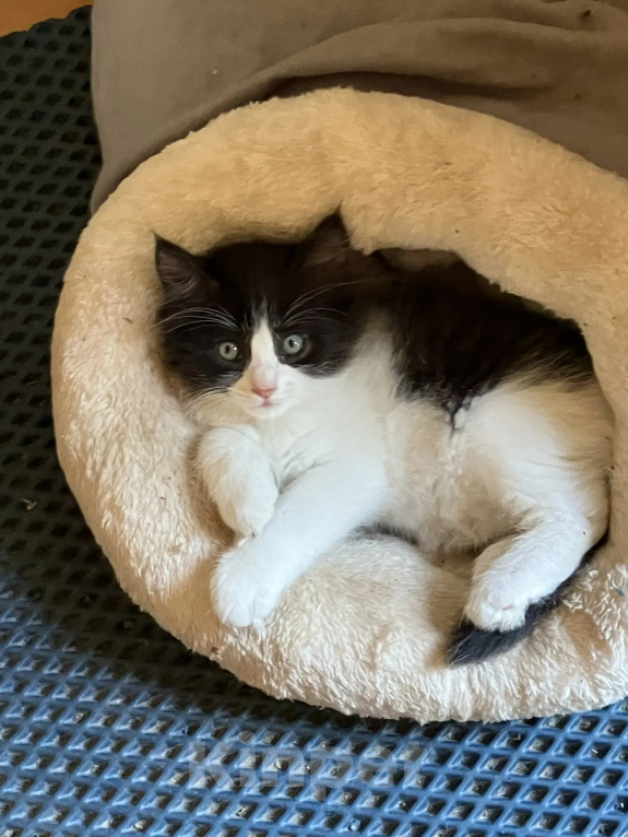 Кошки в Балашихе: Котята на радость и счастье Девочка, Бесплатно - фото 2