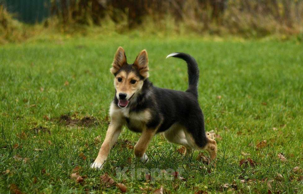 Собаки в Москве: Альфа в поисках дома!  Девочка, Бесплатно - фото 2