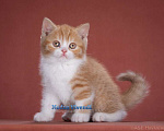 Кошки в Москве: Шикарный рыжик Мальчик, 30 000 руб. - фото 1