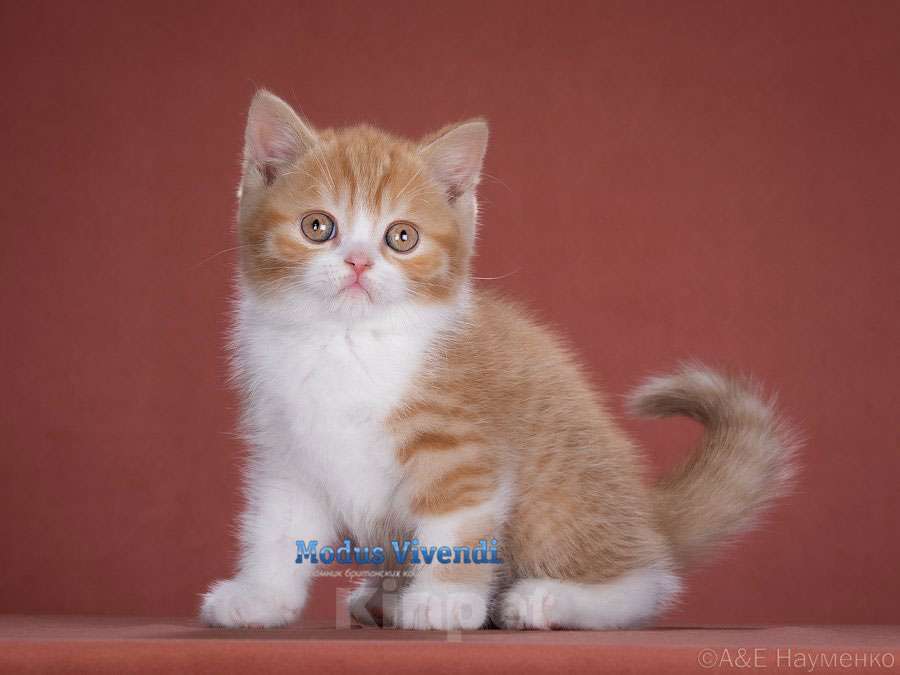 Кошки в Москве: Шикарный рыжик Мальчик, 30 000 руб. - фото 1