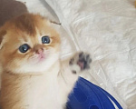 Кошки в Можайске: Котята Скоттиш фолд/страйт Разнополые, Бесплатно - фото 3
