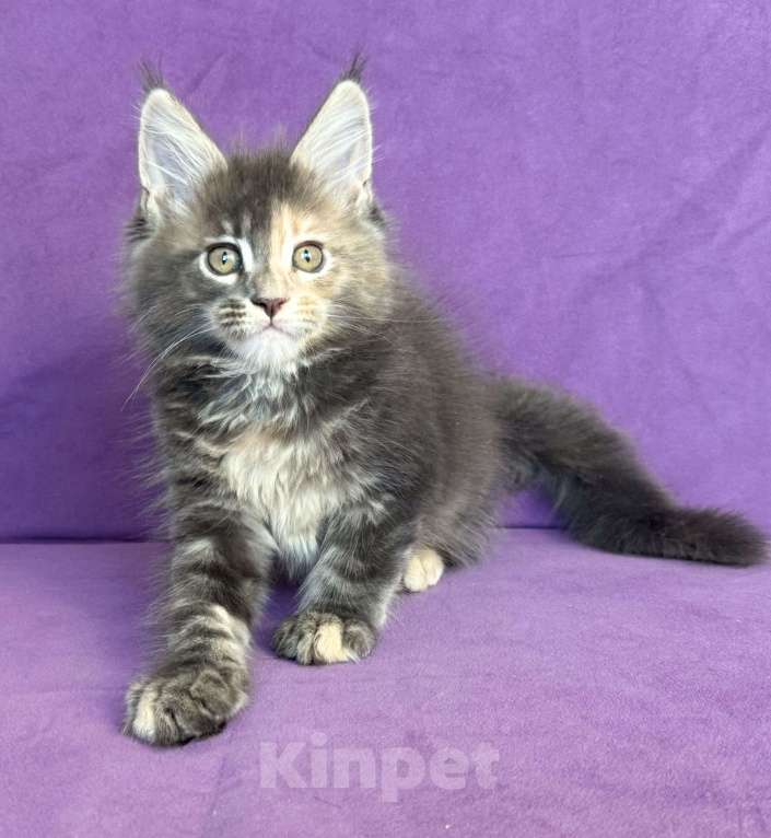 Кошки в Санкт-Петербурге: Tiffany Paw Winner Девочка, 45 000 руб. - фото 2