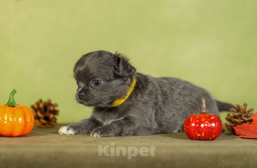 Собаки в Выборге: Сука длинношерстная голубой окрас Девочка, 80 000 руб. - фото 2