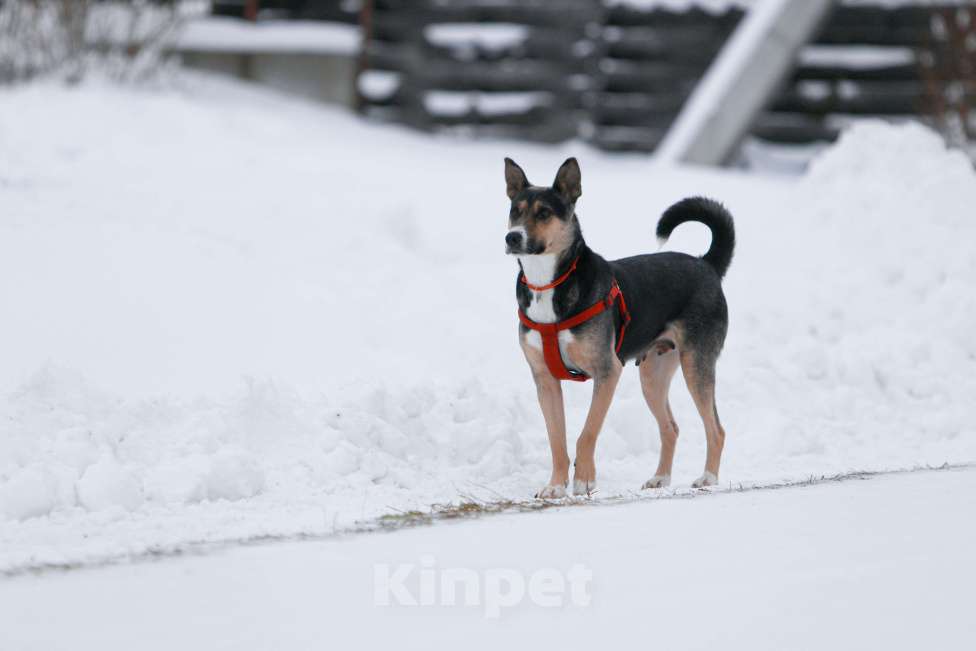 Собаки в других городах Тульской области: Белла 1,5 года - красотка ищет дом!  Девочка, Бесплатно - фото 8