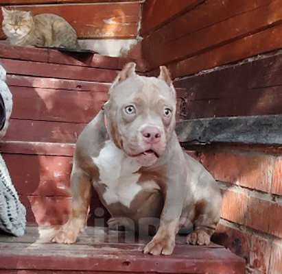 Собаки в Москве: Американский булли. Мини покет. Девочка Девочка, 120 000 руб. - фото 4