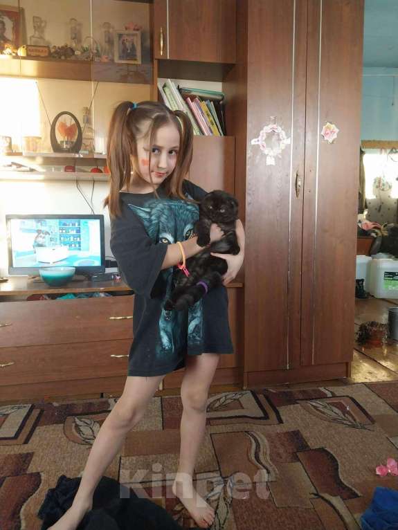 Кошки в Иркутске: Яша ищет дом Мальчик, Бесплатно - фото 2