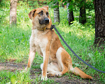Собаки в Москве: Честер, красавец пес так и ждет в приюте Мальчик, Бесплатно - фото 2
