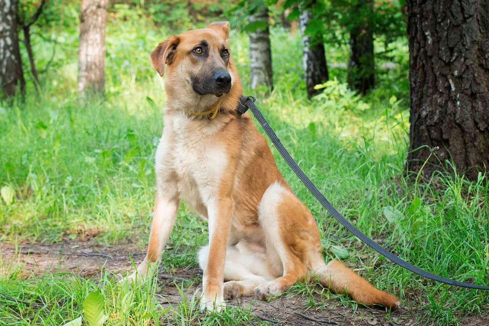 Собаки в Москве: Честер, красавец пес так и ждет в приюте Мальчик, Бесплатно - фото 2