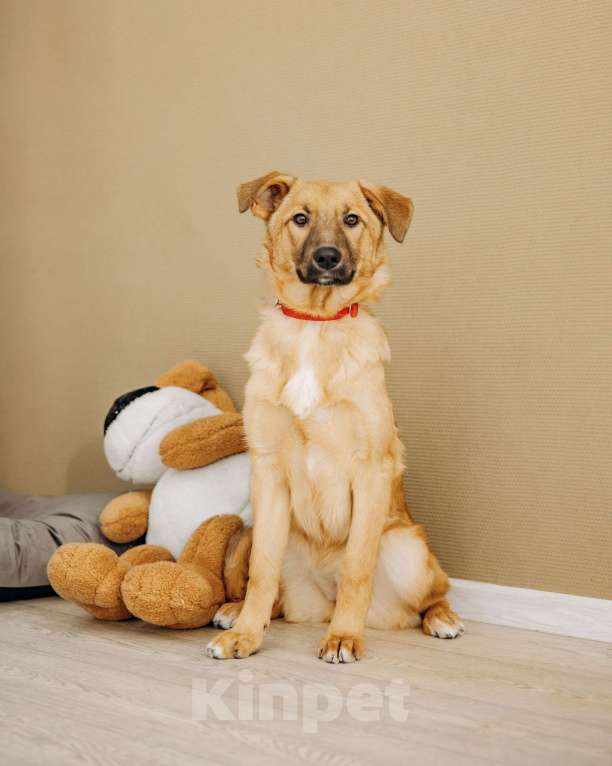 Собаки в Москве: Щенок бесплатно в Москве Девочка, Бесплатно - фото 1