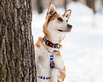 Собаки в Москве: Метис лайки в добрые руки Мальчик, Бесплатно - фото 5
