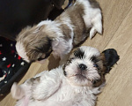 Собаки в Железногорске: Щенки ши-тцу Мальчик, 60 000 руб. - фото 5