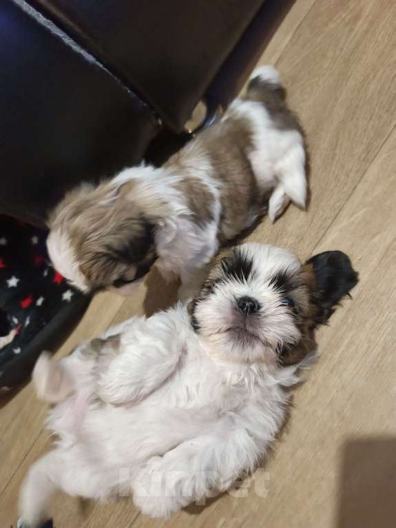 Собаки в Железногорске: Щенки ши-тцу Мальчик, 60 000 руб. - фото 5