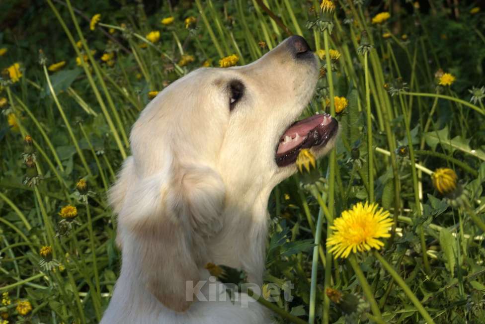 Собаки в Санкт-Петербурге: Щенки золотистого ретривера с документами, проверены по здоровью Москва Мальчик, Бесплатно - фото 2