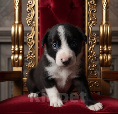 Собаки в Москве: Бордер Колли щенок Мальчик, 70 000 руб. - фото 3