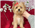 Собаки в Москве: Рыжий йорк с голубыми глазами мини девочка Девочка, 95 000 руб. - фото 4