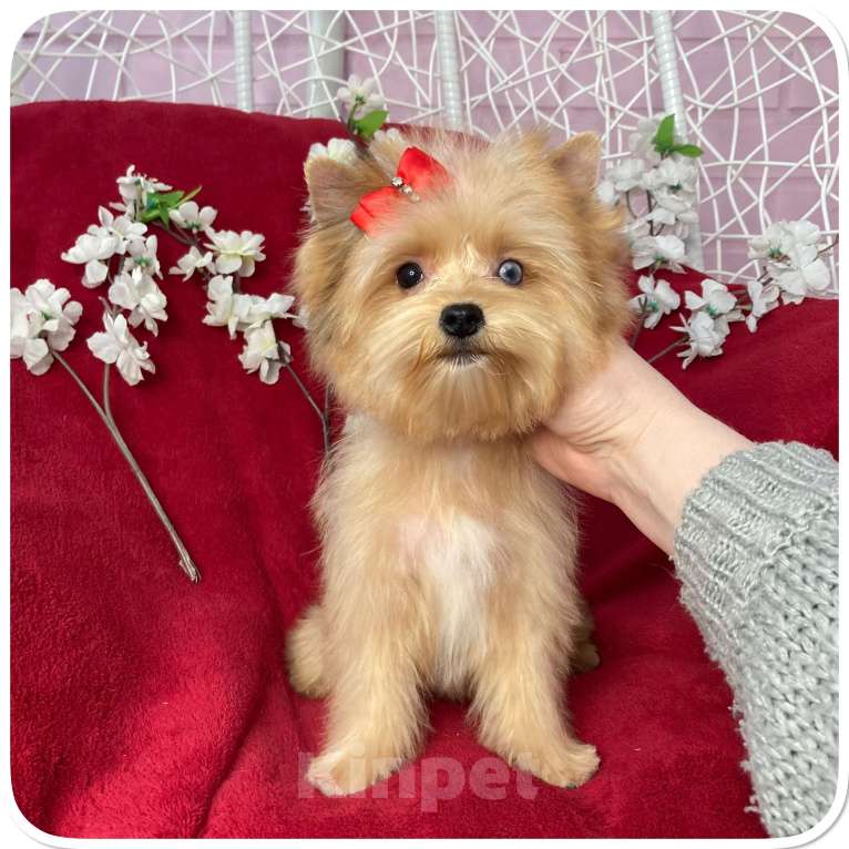 Собаки в Москве: Рыжий йорк с голубыми глазами мини девочка Девочка, 95 000 руб. - фото 4