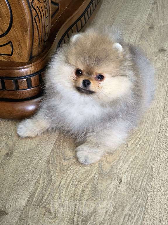 Собаки в Москве: Мальчик мини медвежонок Мальчик, 80 000 руб. - фото 9