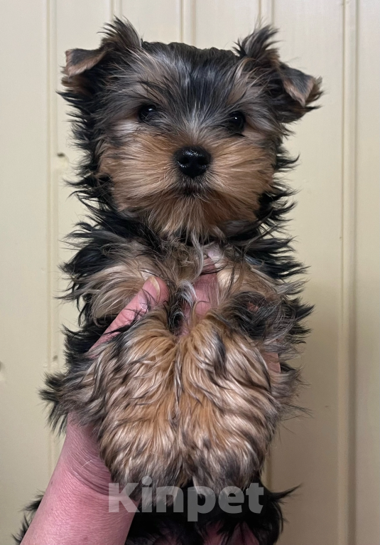 Собаки в других городах Московской области: Нельсон Мальчик, 40 000 руб. - фото 4