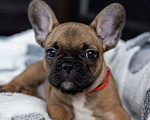 Собаки в других городах Московской области: Французский бульдог щенок девочка Девочка, 70 000 руб. - фото 2
