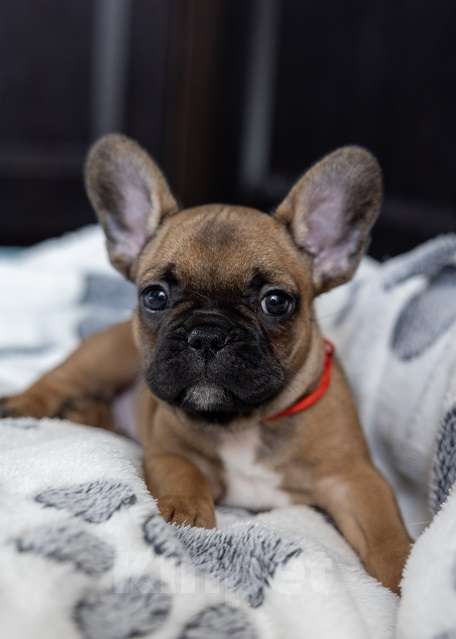 Собаки в других городах Московской области: Французский бульдог щенок девочка Девочка, 70 000 руб. - фото 2