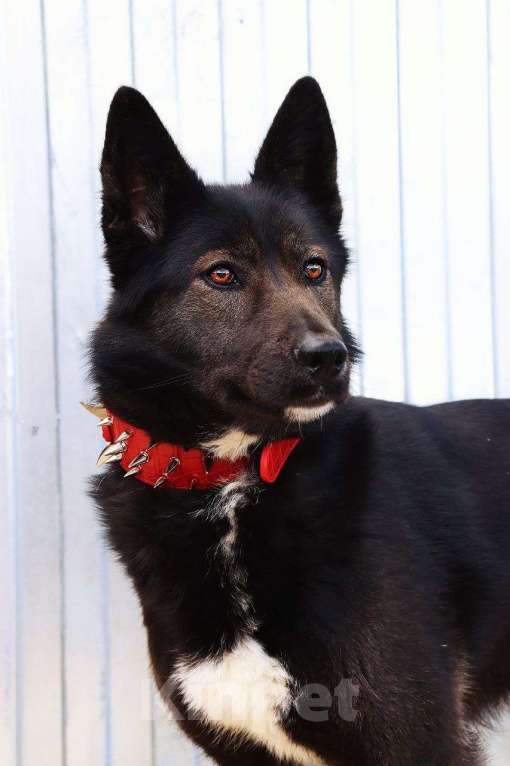 Собаки в Люберцах: Нереально красивая и умная собака Ассоль Девочка, Бесплатно - фото 4