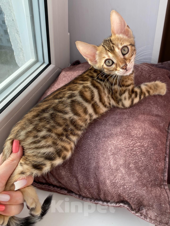 Кошки в Новосибирске: Бенгальские котята - девочки Девочка, 50 000 руб. - фото 5