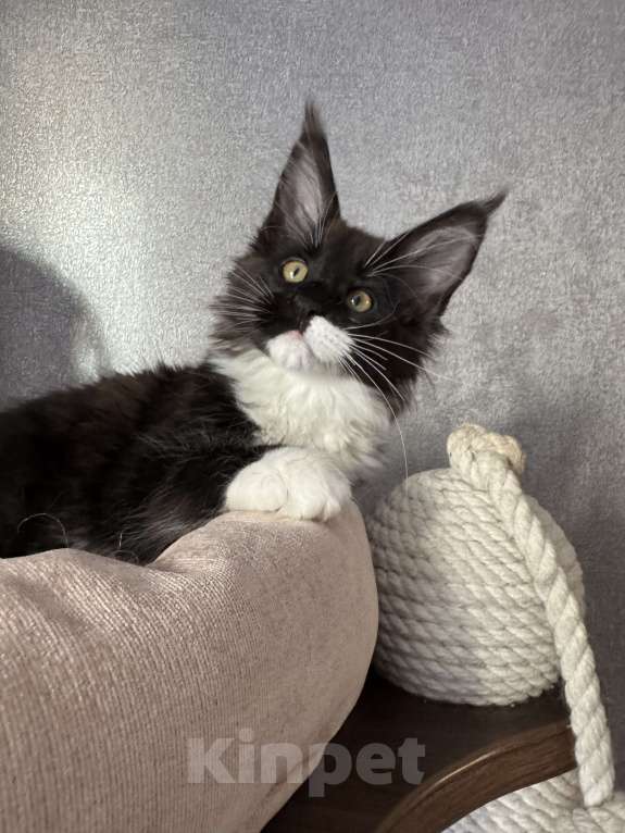 Кошки в Санкт-Петербурге: Котенок мейн-кун Девочка, 50 000 руб. - фото 1