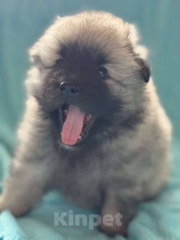 Собаки в Екатеринбурге: КеесхондВольфшпиц Девочка, 50 000 руб. - фото 3