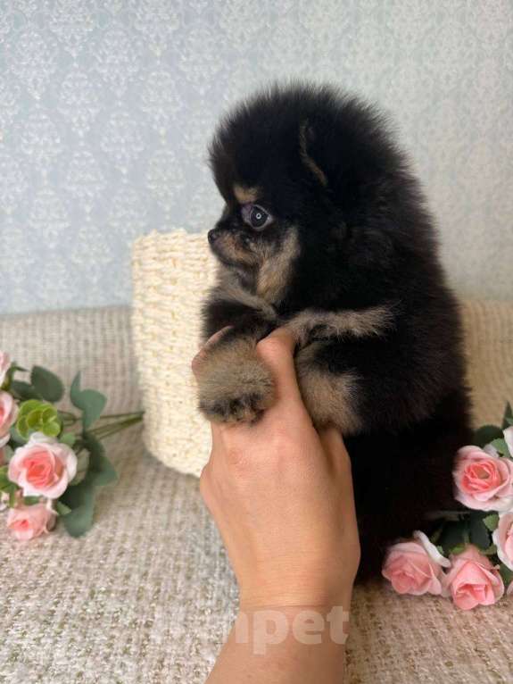 Собаки в Тюмени: Шпиц - мини (Сhanel black shining star ) Девочка, Бесплатно - фото 3
