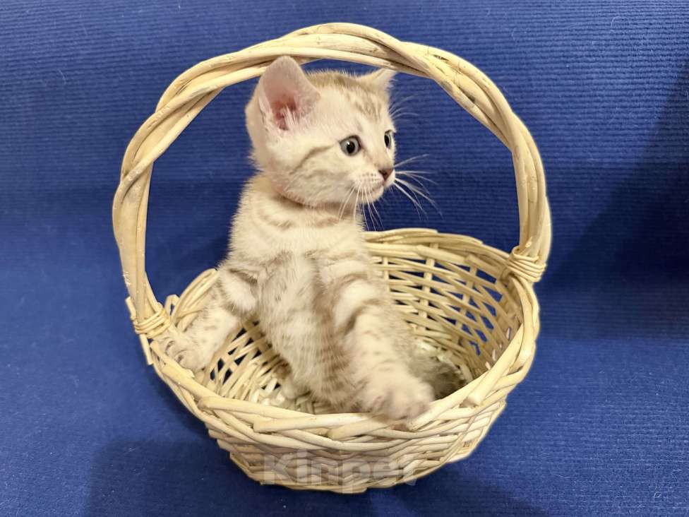 Кошки в Москве: Снежный котёнок Девочка, 35 000 руб. - фото 3