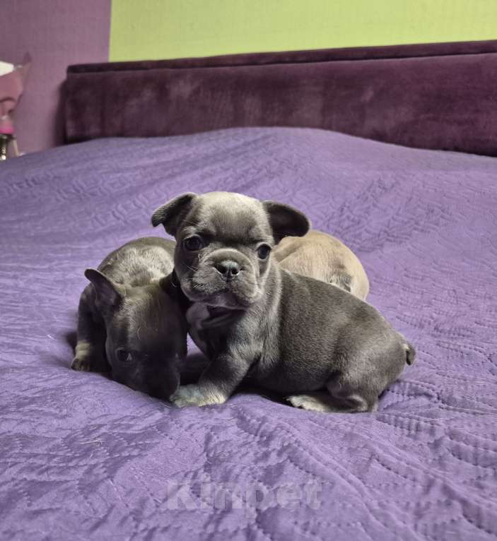 Собаки в Москве: Голубой подпал девчата Девочка, 65 000 руб. - фото 3