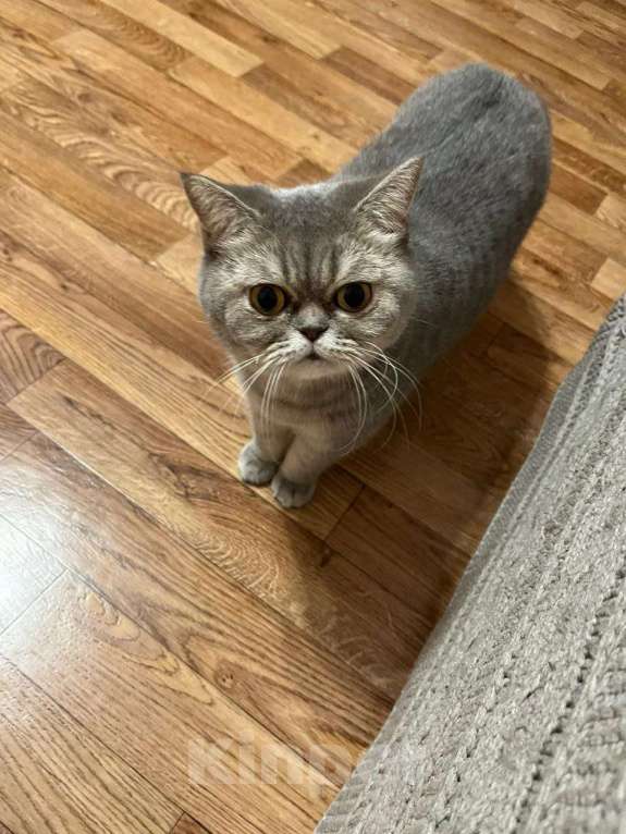 Кошки в Краснодаре: Кошечка шотландская Девочка, Бесплатно - фото 4
