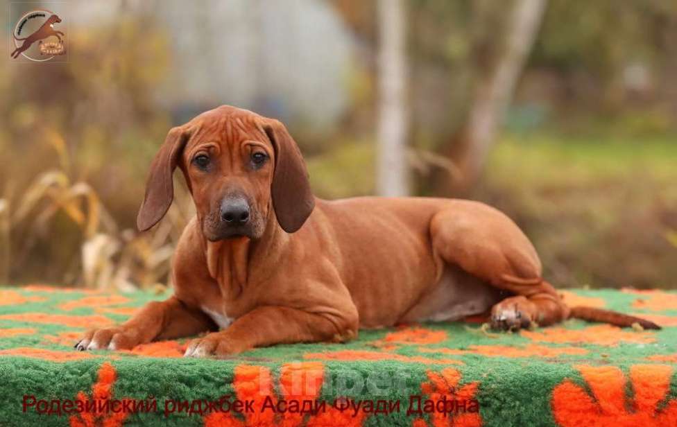 Собаки в Москве: Девочка родезийский риджбек Девочка, Бесплатно - фото 5