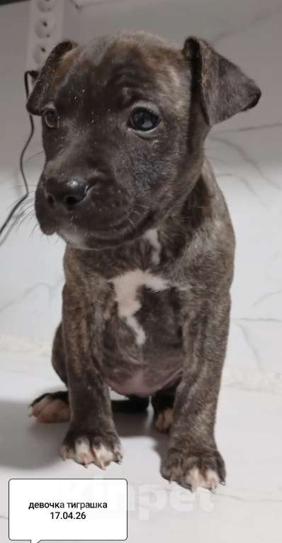 Собаки в других городах Московской области: Американский питбультерьер .Девочка Девочка, 25 000 руб. - фото 3