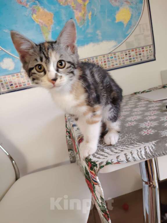 Кошки в других городах Краснодарского края: Очаровательная короткошёрстная кошечка курильский бобтейл  Девочка, 10 000 руб. - фото 5