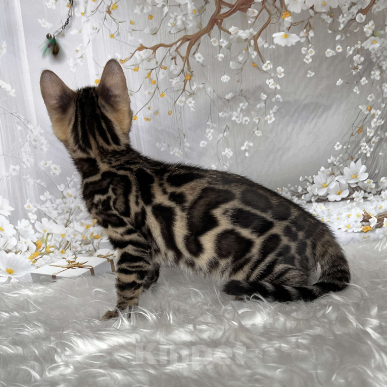 Кошки в Москве: Бенгальский котёнок  Девочка, Бесплатно - фото 5