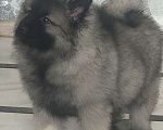 Собаки в Москве: Сука немецкого вольфшпиц кеесхонд Девочка, 100 000 руб. - фото 3
