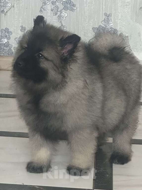 Собаки в Москве: Сука немецкого вольфшпиц кеесхонд Девочка, 100 000 руб. - фото 3