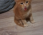 Кошки в Гавриле Посаде: Котенок мейн-куна, мальчик, 13.01.2025 Мальчик, 12 000 руб. - фото 1