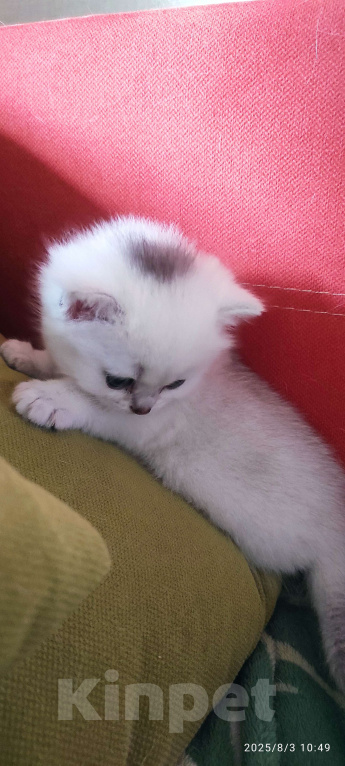 Кошки в Москве: Мальчик сердце  Мальчик, 18 000 руб. - фото 3